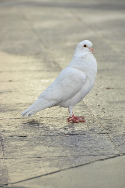 Foto nahaufnahme einer möwe, die auf dem land sitzt