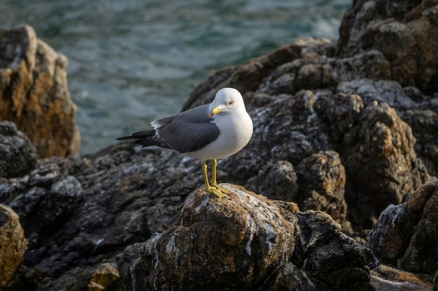Nahaufnahme einer Möwe, die auf einem Felsen sitzt