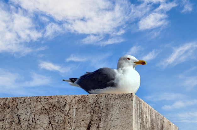 Nahaufnahme einer Möwe, die auf einem Felsen unter blauem Himmel mit weißen Wolken an der Costa Brava sitzt