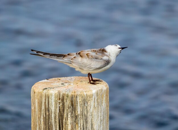 Foto nahaufnahme einer möwe, die auf einem holzpfosten sitzt