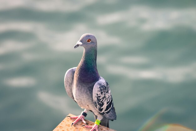 Foto nahaufnahme einer möwe, die auf einem meer sitzt