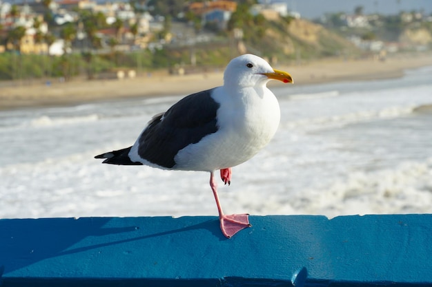 Nahaufnahme einer Möwe, die auf einem Pier mit Meer und Küste im Hintergrund steht