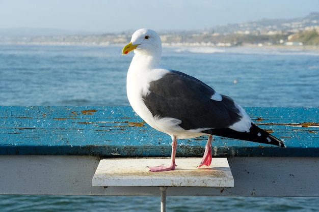 Nahaufnahme einer Möwe, die auf einem Pier mit Meer und Küste im Hintergrund steht