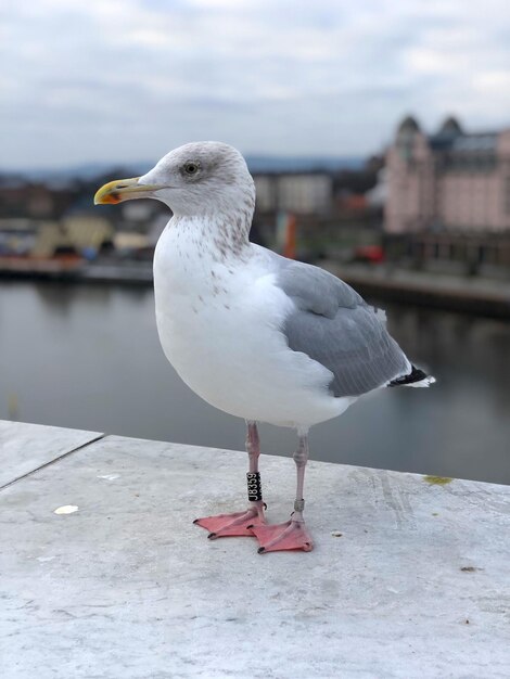 Foto nahaufnahme einer möwe, die auf einem vogel sitzt