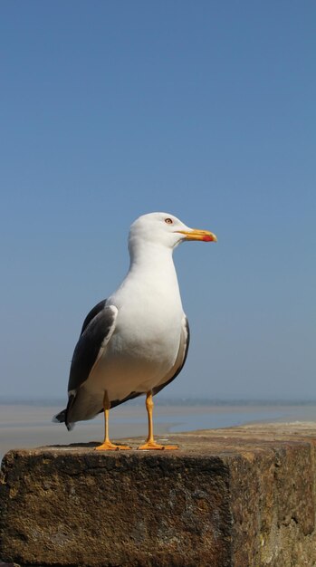 Foto nahaufnahme einer möwe, die auf einer stützmauer gegen einen klaren himmel sitzt