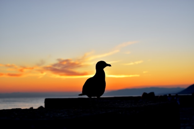 Nahaufnahme einer Möwe, die bei Sonnenuntergang von hinten beleuchtet wird