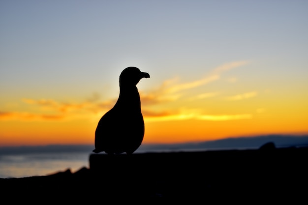 Nahaufnahme einer Möwe, die bei Sonnenuntergang von hinten beleuchtet wird