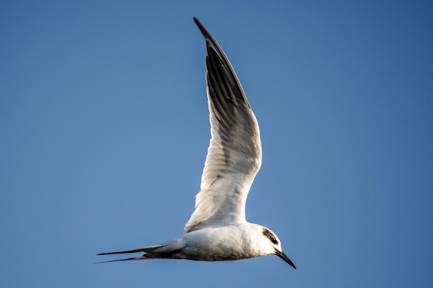 Nahaufnahme einer Möwe, die gegen einen klaren Himmel fliegt
