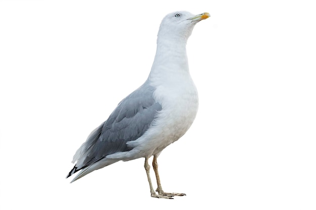 Nahaufnahme einer Möwe, die über einem weißen Hintergrund sitzt