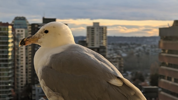 Nahaufnahme einer Möwe