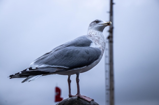 Foto nahaufnahme einer möwe