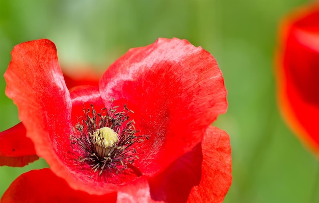 Nahaufnahme einer Mohnblume