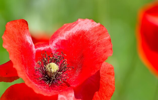 Nahaufnahme einer Mohnblume