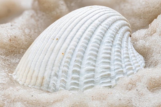 Foto nahaufnahme einer muschel am strand.