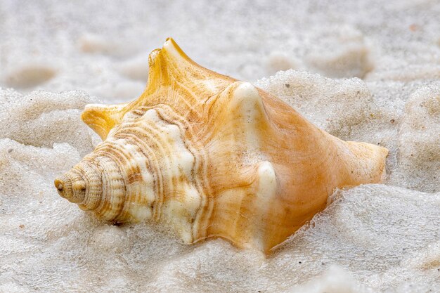 Foto nahaufnahme einer muschel am strand