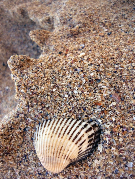 Nahaufnahme einer Muschel am Strand