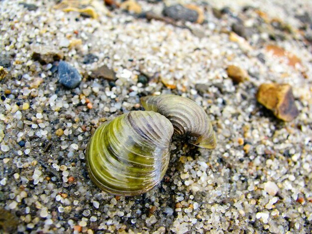 Foto nahaufnahme einer muschel am strand