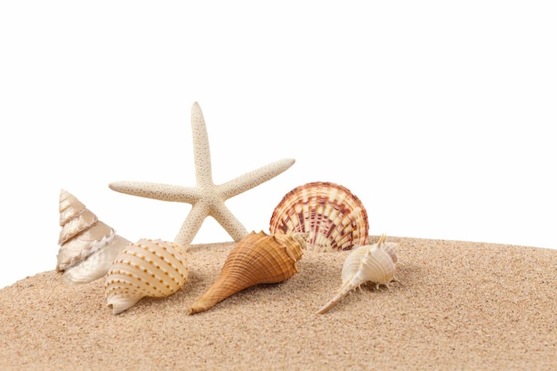 Nahaufnahme einer Muschel am Strand
