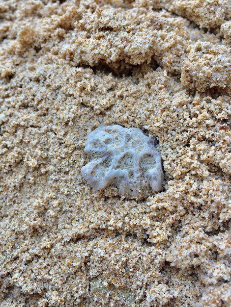 Foto nahaufnahme einer muschel am strand