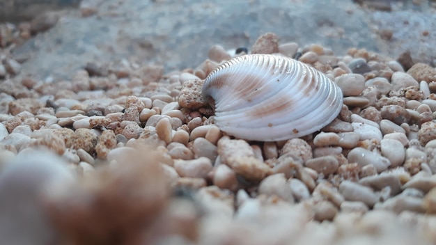 Foto nahaufnahme einer muschel am ufer