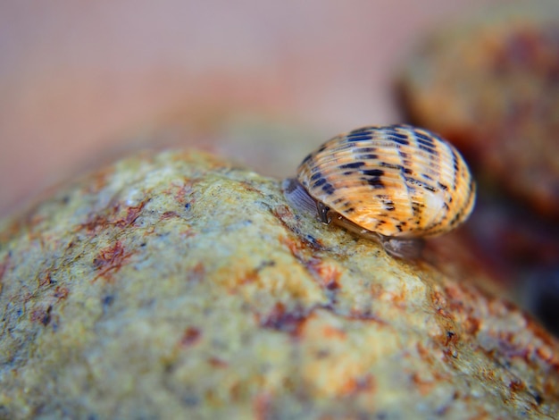 Foto nahaufnahme einer muschel auf einem felsen