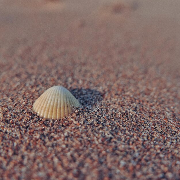 Foto nahaufnahme einer muschel auf sand