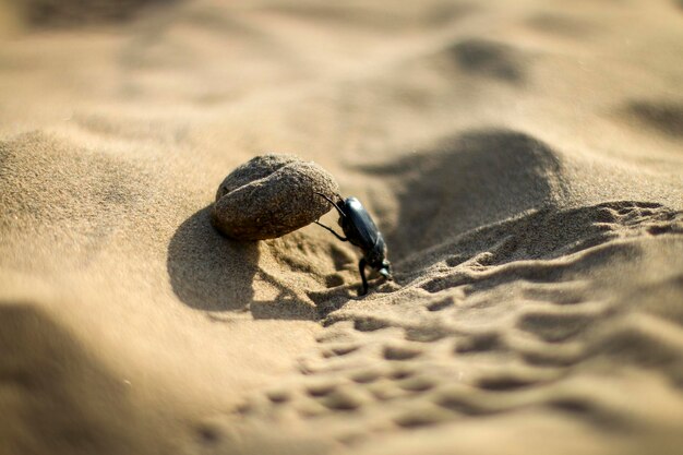 Foto nahaufnahme einer muschel auf sand