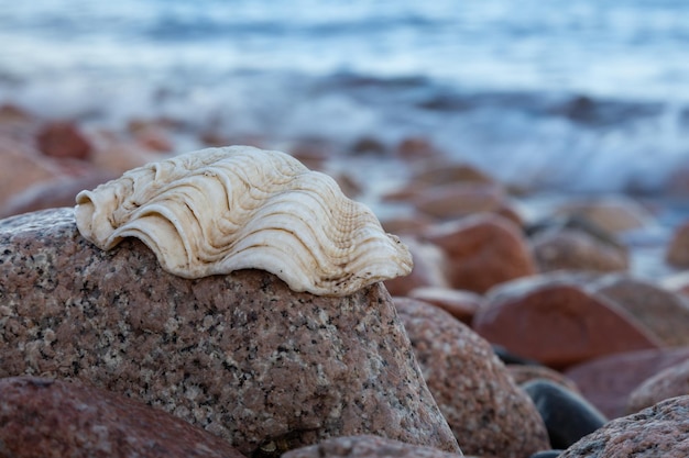 Nahaufnahme einer Muschel auf Strandsteinen mit Meereswellen im Hintergrund Dahab Ägypten