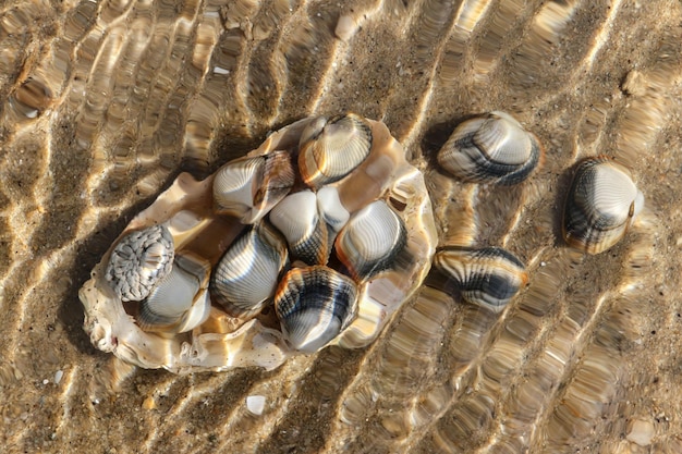 Nahaufnahme einer Muschel im Wasser am Strand