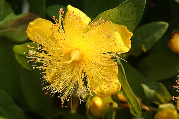 Foto nahaufnahme einer nassen gelben blume, die im freien blüht