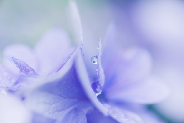 Nahaufnahme einer nassen lila Blume