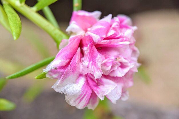 Foto nahaufnahme einer nassen rosa blühenden pflanze