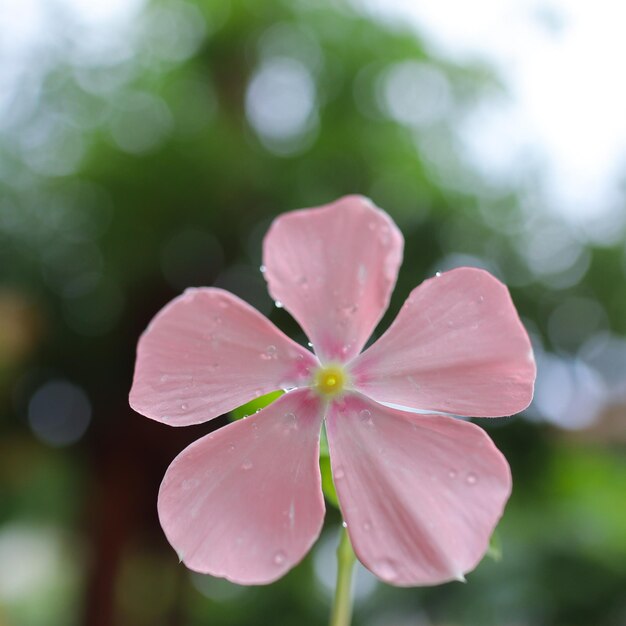 Foto nahaufnahme einer nassen rosa blume