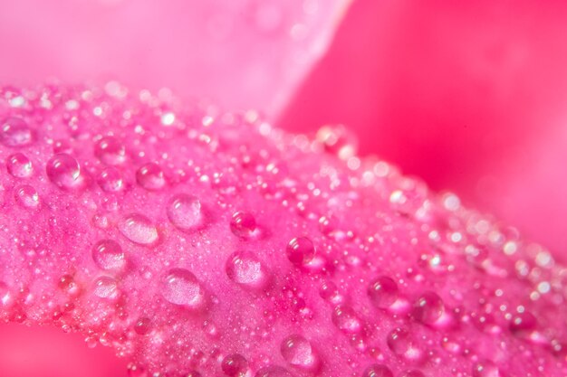 Foto nahaufnahme einer nassen rosa blume