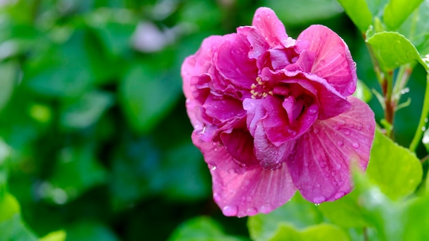 Foto nahaufnahme einer nassen rosa rose