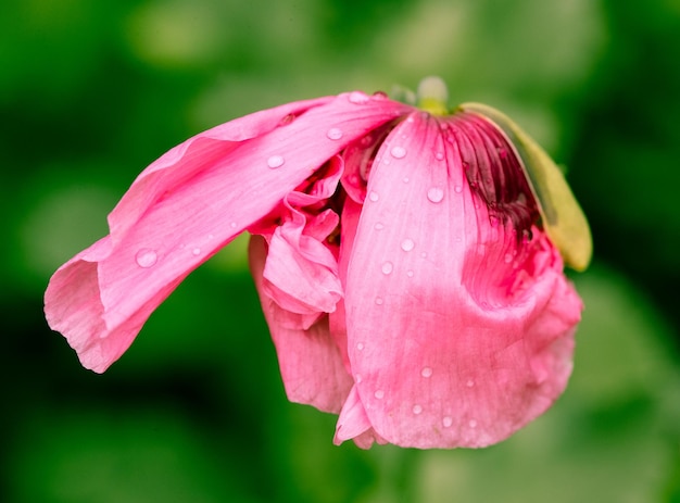 Foto nahaufnahme einer nassen rosafarbenen blüte