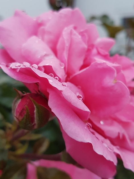 Foto nahaufnahme einer nassen rosafarbenen blüte