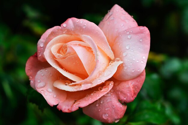 Nahaufnahme einer nassen Rose, die im Park blüht