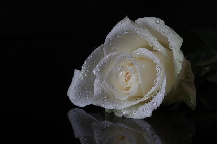 Foto nahaufnahme einer nassen rose vor schwarzem hintergrund