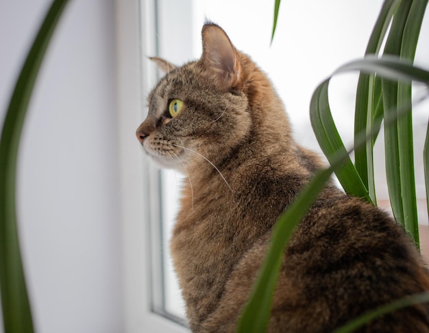 Nahaufnahme einer niedlichen gestreiften Tricolor-Katze, die auf einer Fensterbank in einem Wohnzimmer sitzt und aus dem Fenster schaut