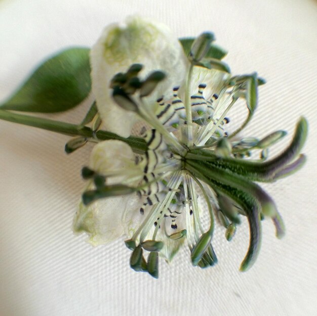 Foto nahaufnahme einer nigella-blüte auf papier