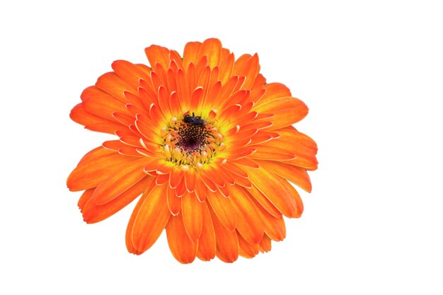 Foto nahaufnahme einer orangefarbenen blume vor weißem hintergrund