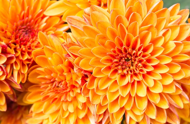 Foto nahaufnahme einer orangefarbenen dahlia