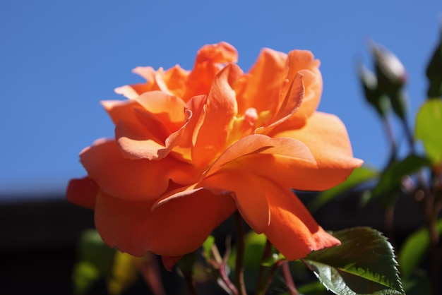 Nahaufnahme einer orangefarbenen Kletterrose, die in der Sommersonne blüht