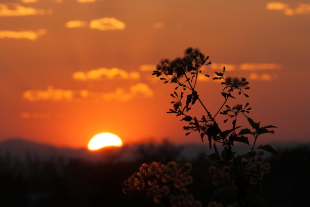 Nahaufnahme einer orangefarbenen Pflanze vor einem bewölkten Himmel bei Sonnenuntergang