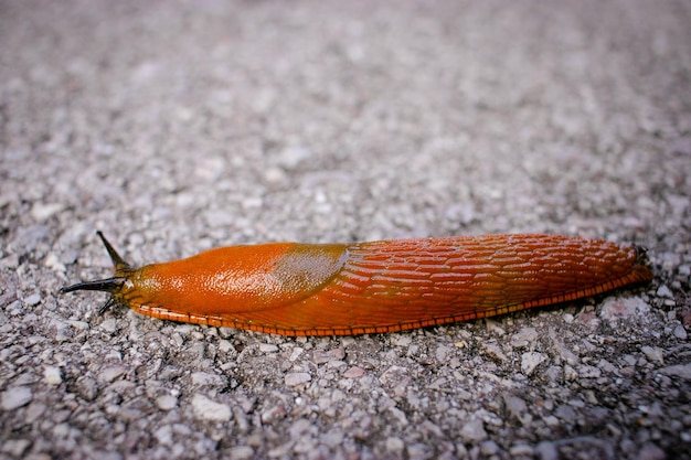 Nahaufnahme einer orangefarbenen Schnecke auf der Straße