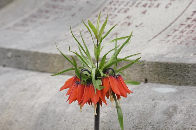 Foto nahaufnahme einer orangenblütenpflanze