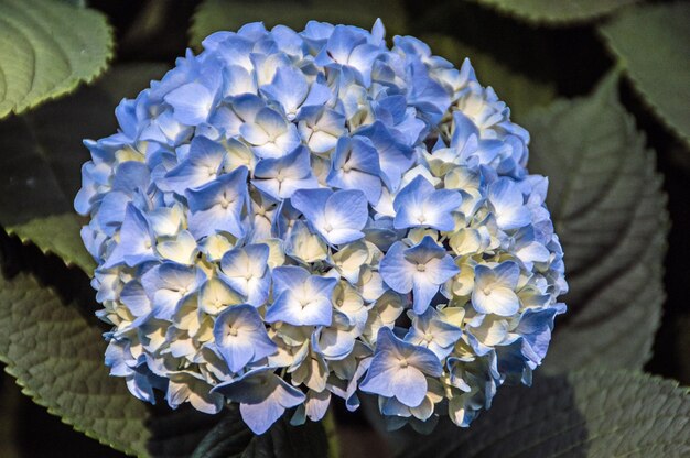 Foto nahaufnahme einer orangenblume