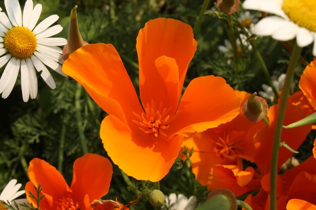 Foto nahaufnahme einer orangenblume
