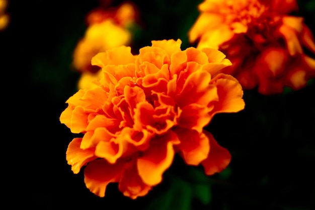 Foto nahaufnahme einer orangenblume